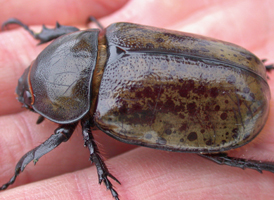 Eastern Hercules Beetle